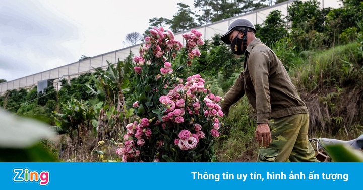 Giá hoa chạm đáy, nông dân Đà Lạt phải nhổ bỏ