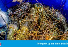 Tôm hùm rớt giá một nửa, người nuôi đứng ngồi không yên