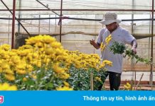 100 triệu cành hoa ở Lâm Đồng cần hỗ trợ tiêu thụ