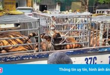 Phát hiện 17 con hổ trong nhà dân