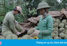 Tây Nguyên tồn đọng cả trăm nghìn tấn sầu riêng