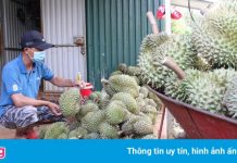 Giá sầu riêng Đắk Lắk rớt từng ngày