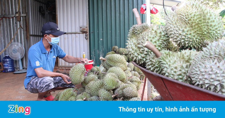 Giá sầu riêng Đắk Lắk rớt từng ngày