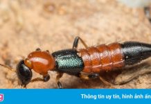 Kiến ba khoang xuất hiện ở chung cư TP.HCM