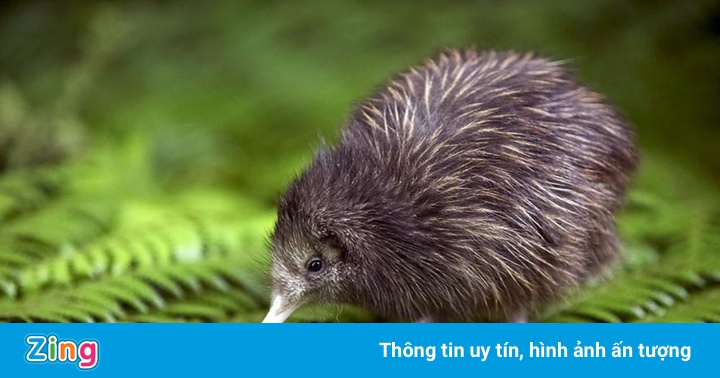 Dân New Zealand ăn mừng đón tiếng chim kiwi trở lại