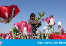 Taliban nắm quyền, sản xuất ma túy có nguy cơ nở rộ ở Afghanistan