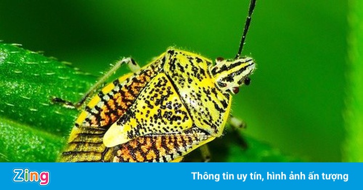 Người đàn ông phải thở máy sau khi ăn bọ xít