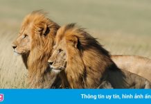 Sư tử tấn công làm 3 trẻ em thiệt mạng ở Tanzania