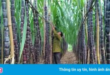 Doanh nghiệp mía đường bội thu