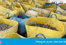 Giá tôm ở miền Tây lại giảm mạnh