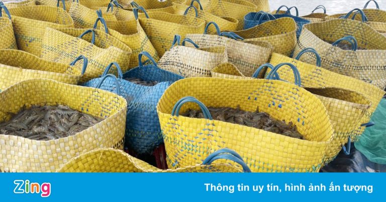 Giá tôm ở miền Tây lại giảm mạnh