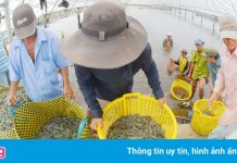 Giá tôm sắp tăng mạnh