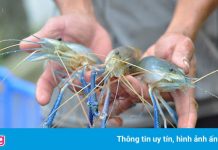 Giá tôm càng xanh giảm mạnh, tồn đọng hàng nghìn tấn