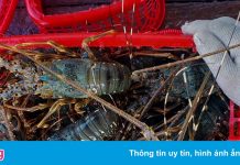 Tôm hùm rớt giá một nửa