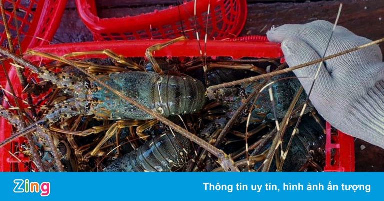 Tôm hùm rớt giá một nửa