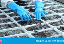 Một doanh nghiệp thủy sản ở Cà Mau có F0 khi hoạt động trái phép