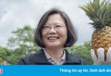 Cuộc giải cứu dứa Đài Loan trước lệnh cấm của Trung Quốc