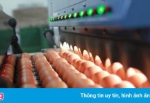 Ngân hàng rao bán nhà máy sản xuất trứng gà sạch