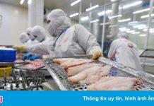 Vasep: Nguy cơ gãy đổ chuỗi sản xuất thủy sản ngay trước mắt