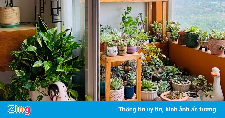 Vườn sen đá ở ban công 3 m2