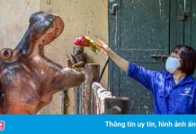 Những con thú được chăm sóc đặc biệt trong dịch Covid-19