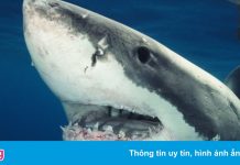 Đàn cá mập trắng cắn xé xác cá voi lưng gù ở vùng biển của Mỹ