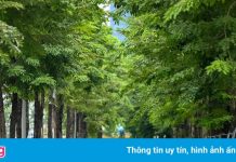 Tổng giám đốc Công ty Công viên cây xanh Hà Nội bị bắt