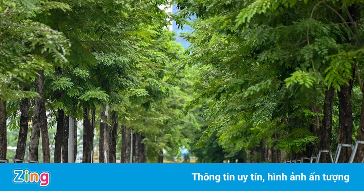 Tổng giám đốc Công ty Công viên cây xanh Hà Nội bị bắt Tổng giám đốc Công ty Công viên cây xanh Hà Nội bị bắt