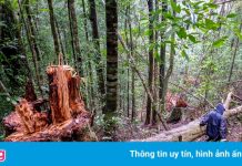 Khởi tố 14 người liên quan vụ phá rừng dổi nguyên sinh