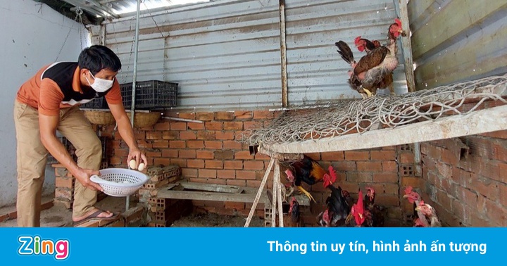 Ông bố ở TP.HCM nuôi gà, trồng rau trên sân thượng rộng 300 m2