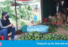 Giá bơ lao dốc, Đắk Lắk tồn hàng chục nghìn tấn