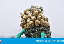 Bộ NNPTNT: Giá lúa thấp quá thì phải tính trồng cây khác cho hiệu quả