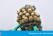 Bí thư Bến Tre: Tạo điều kiện thuận lợi nhất để sớm khôi phục sản xuất