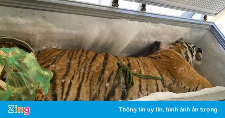 Xác hổ 160 kg trong tủ cấp đông ở nhà dân Xác hổ 160 kg trong tủ cấp đông ở nhà dân