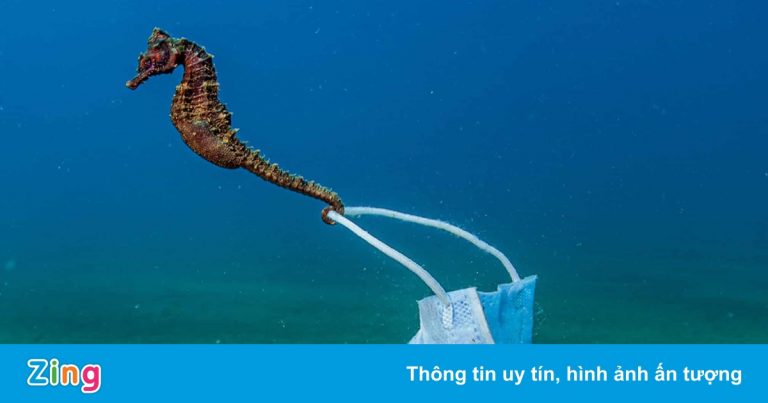 Thế giới dưới nước trong loạt ảnh đại dương đẹp nhất năm