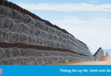 Phía sau bức ảnh gà lôi đuôi dài bên bức tường biên giới Mỹ – Mexico