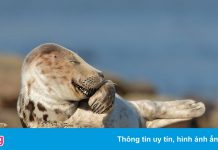 Những ‘ứng viên’ của giải ảnh động vật hoang dã hài hước 2021