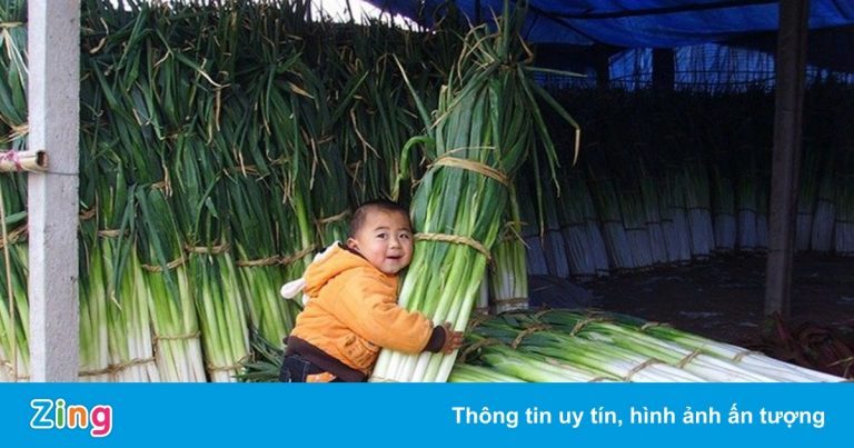 Vùng đất của những cây hành lá cao nhất thế giới Vùng đất của những cây hành lá cao nhất thế giới