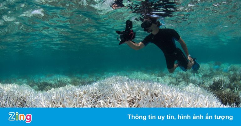 Trái Đất mất nửa số san hô chỉ trong 70 năm