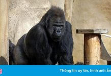 Triệu chứng Covid-19 của 13 con khỉ đột ở vườn thú Mỹ