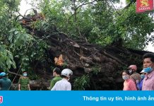 Cây đa hơn 200 tuổi đổ, một tiểu thương thiệt mạng