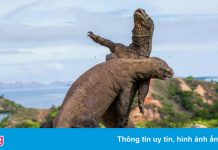 Rồng Komodo vừa bị liệt vào sách đỏ