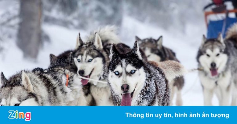 Đàn chó husky cứu cả thị trấn khỏi bệnh dịch Đàn chó husky cứu cả thị trấn khỏi bệnh dịch