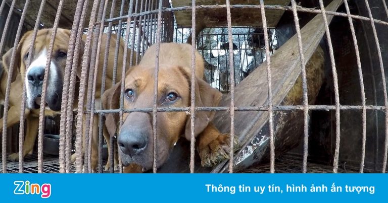 Tổng thống Hàn Quốc gợi ý về lệnh cấm thịt chó Tổng thống Hàn Quốc gợi ý về lệnh cấm thịt chó