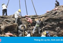 Cảnh di dời cây đa hơn 200 tuổi ở Quảng Ngãi