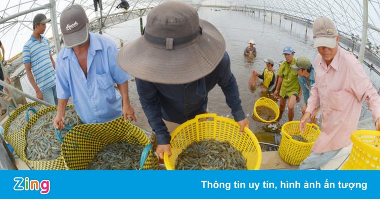 Tôm miền Trung rớt giá hơn 20%