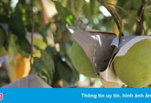 Hà Tĩnh tìm đầu ra cho 21.000 tấn bưởi Phúc Trạch