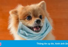 Lo ngại thú cưng có thể thành ‘trung gian’ lây nhiễm Covid-19