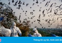 Thế giới luôn đứng trước nguy cơ về đại dịch mới từ virus corona