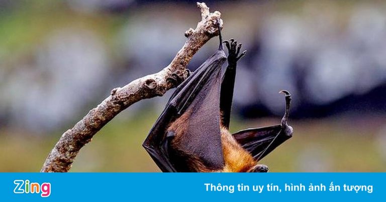 Virus Nipah với tỷ lệ tử vong có thể lên tới 75% bùng phát ở Ấn Độ